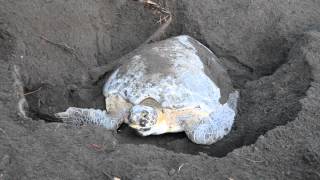 Desove de la tortuga verde en Tortuguero [upl. by Benkley]