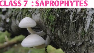 Saprophytes class 7 in hindi  How saprophytes derive their nutrition  DARSHAN CLASSES [upl. by Rosina315]