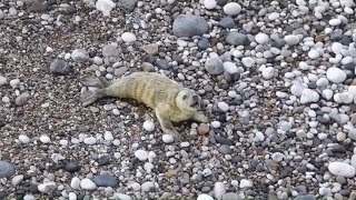 2023 Pupping Season  Newborn seal pup  26th September [upl. by Azne871]