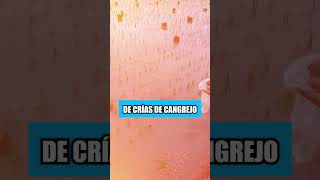 Los chinos utilizan cangrejos para cultivar arroz [upl. by Aened]