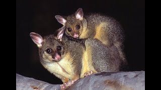 Common Brushtail Possum  Kitchen Raider from Australia [upl. by Lehrer]