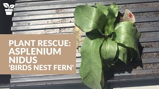 Plant Rescue Asplenium nidus  Birds Nest Fern  Fern Care [upl. by Icyaj]