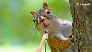 Squirrel Squirrel Sound  Squirrel Calling Sound  Squirrel Voice  Squirrel Call  Solo Animals [upl. by Aryl772]