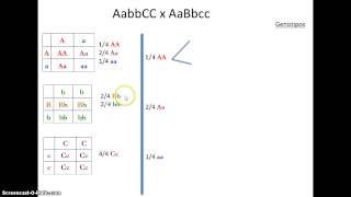 Cruce trihibrido Mendeliano [upl. by Jacquetta]