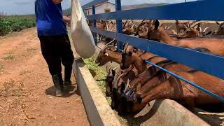 MANEJO E ALIMENTAÇÃO DE CABRAS EM LACTAÇÃO [upl. by Netsrek]