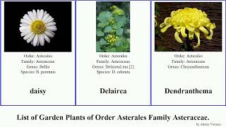 Garden Plants of Order Asterales Family Asteraceae Вaisy Bellis Carlina Chamaemelum Chrysanthemum [upl. by Orson]