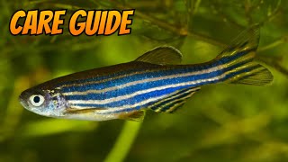 The Complete Zebra Danio Care Guide [upl. by Enimasaj]