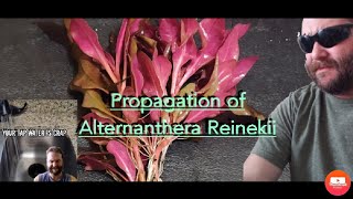 Propagation of Alternanthera Reinekii for Gary Allen and I live for Tropical Fish [upl. by Biles924]