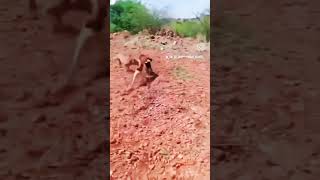 🐾 dog lover 💞 chippipaarai lover 💥 Chippiparai dog mass hunting 🐾 subscribe and like and share 💞✨ [upl. by Gratt615]