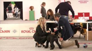 Ancona 2016  Schnauzer nero [upl. by Ultima]