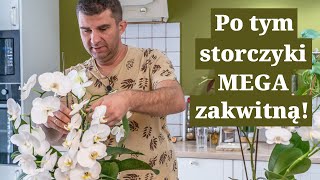 Patenty na MEGA storczyki Jak pielęgnować storczyki by kwitły jak szalone [upl. by Burl938]