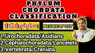 Phylum chordata classificationphylum chordata class 11 by Sagar zoology [upl. by Schargel]