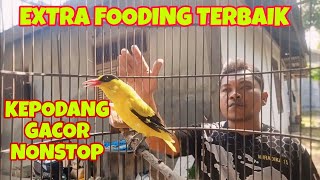 EXTRA FOODING TERBAIK UNTUK BURUNG KICAU KEPODANG ACEH KEPODANG EMAS GACOR NONSTOP [upl. by Marl]