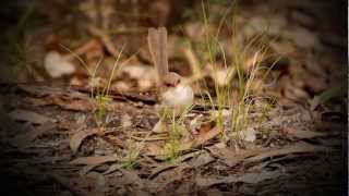 Superb Fairywren Superb BlueWren or Blue Wren Malurus cyaneus ♀  Prachtstaffelschwanz 1 [upl. by Aicile]