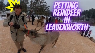 Experience Enchanting Holidays in Leavenworth A December Delight at the Reindeer Farm [upl. by Aihtenyc237]