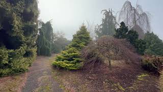 Winter Garden Stroll  Part 2  Conifers and Structural Deciduous Trees are key to Northern Designs [upl. by Vladamir]