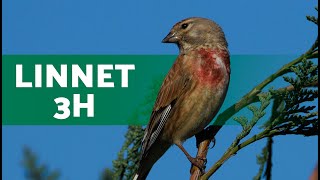 Song of the LINNET  Linnet Singing 3 HOURS [upl. by Orferd]