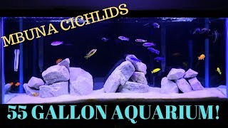 55 Gallon Aquarium  African Cichlids Mbuna Tank [upl. by Kellene]