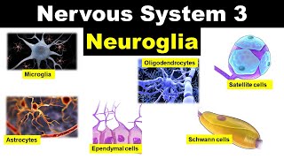 Cell Biology Cell Organelles explained in 5 minutes [upl. by Anauq]