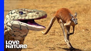 Monster Lizard Hunts Kangaroo [upl. by Jorey]