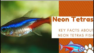 Neon Tetras Fish for Home Aquariums  Ultimate Guide for a Vibrant Tank goldfish [upl. by Etteluap]