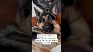 Are German shepherds DEVOTED germanshepherd dog puppy [upl. by Mirabella]