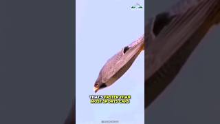 Peregrine Falcon  Fastest Animal On Our Earth [upl. by Korff]