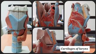 Cartilages of Larynx  Thyroid  Epiglottis  Cricoid  Arytenoid  Corniculate  Cuneiform [upl. by Airlee560]