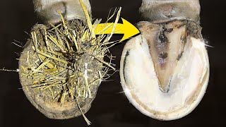 BEFORE and AFTER Horseshoe Cleaning  VERY SATISFYING  Farrier ASMR [upl. by Merci]