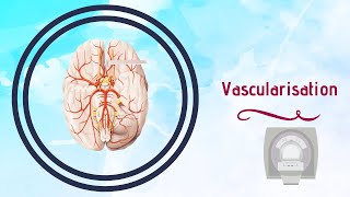 Neuroanatomie  Vascularisation du Cerveau [upl. by Aivirt]