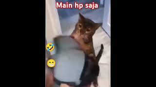 Kucing marah kalau di cuekinkucing pecintakucing hewan [upl. by Aleak]