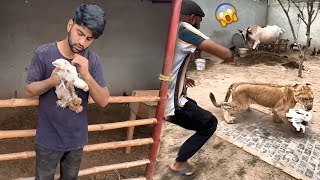 Lion Attacked On Our Rabbit😰Bht Dukh Hoa [upl. by Drud]