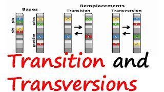 Transition and transversions [upl. by Relyks]