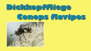 Dickkopffliege Conops flavipes im Garten im Toggenburg [upl. by Mccreary]