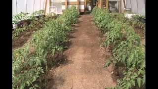 Pruning and Stringing Tomatoes  Tips amp What I Do [upl. by Caneghem]