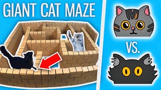 Ralph Vs Bella  GIANT Cat Maze [upl. by Derf]