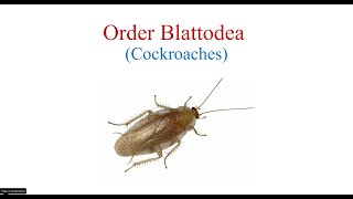 Order Blattodea [upl. by Naihs]