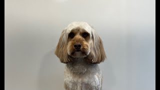 How to groom a Cockapoo head  Dog Grooming [upl. by Ayouqat]