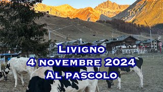 Livigno 4 novembre 2024 al pascolo [upl. by Sabah]