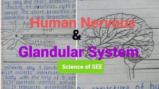 Science for SEE Human Nervous System amp Glandular Systemquestions answers from Shreesha [upl. by Roer]