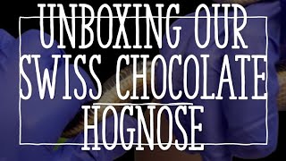 Unboxing our Swiss chocolate hognose [upl. by Ailem496]