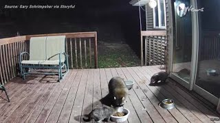 Security Camera Captures Raccoon Stealing Cats Food From Deck [upl. by Aima]