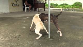 perros peleando [upl. by Julia]