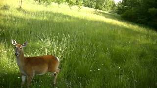 Doe protects fawn from Dog [upl. by Adnih]