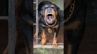 Angry Rottweiler barking at owner rottweiler funnyanimal angry pets angrypet dog angrydog [upl. by Bounds]