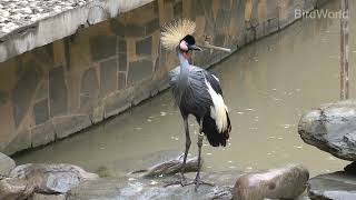 Black Crownedcrane\黑冠鶴 [upl. by Besse]