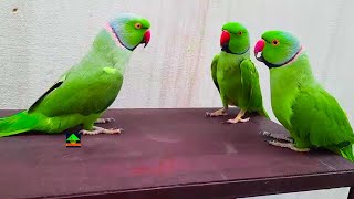 Funny And Super Cute Talking Parrots  So Friendly And Playful Speaking Ringneck Parrots [upl. by Pauly]