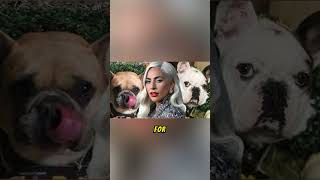 Lady Gagas French Bulldog Puppy Debut 3 Years After Dognappingmusic popmusic ladygaga [upl. by Glen]