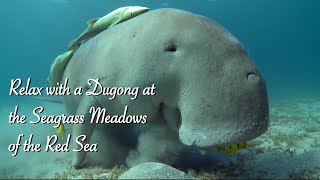 Relaxing with a Dugong at the Seagrass Meadows of the Red Sea • The Dugong Eating [upl. by Acisej]