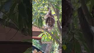 sunbird nestsunbird feeding baby birdyoutube birds nest viralshorts shorts [upl. by Ijic]